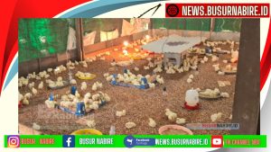 Dukung Ketahanan Pangan, Kepala Kampung Kali Semen Nabire Barat Sudiro Salurkan 4.300 Bibit Ayam Broiler