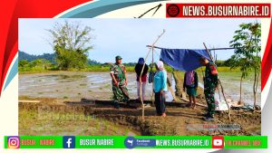 Babinsa Napan dan PPL Dampingi Petani Kampung Biha dalam Proses Tanam Padi