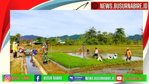 Babinsa Napan dan PPL Dampingi Petani Kampung Biha dalam Proses Tanam Padi