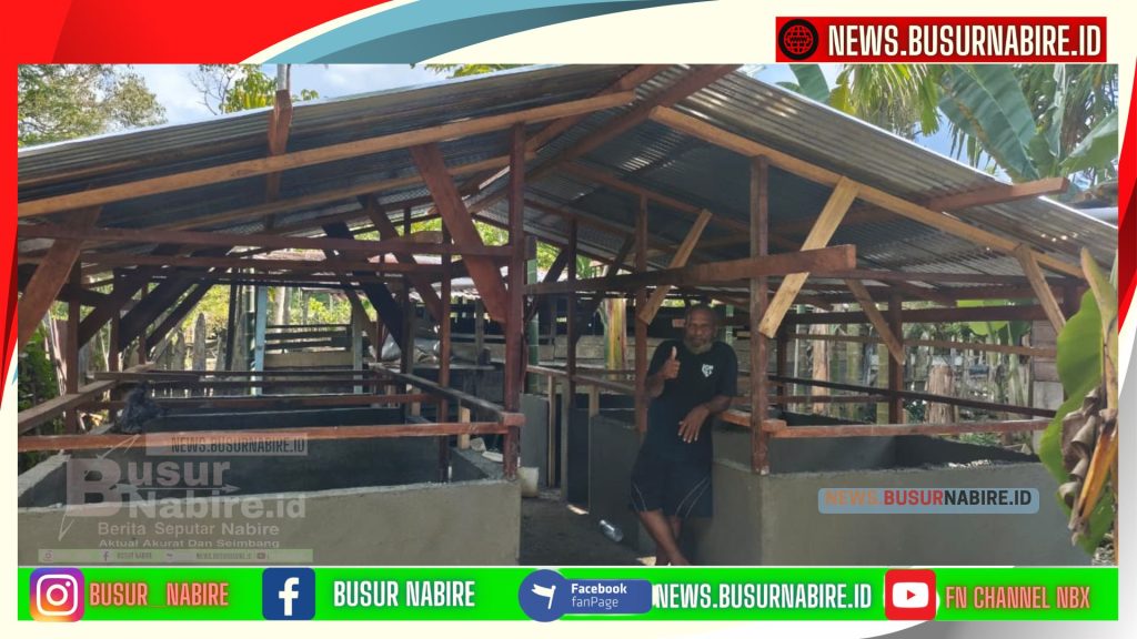 Sem Wanimbo Terharu Ucapkan Terima Kasih Atas Bantuan Kandang Babi Presiden Prabowo (Foto: Busur Nabire)