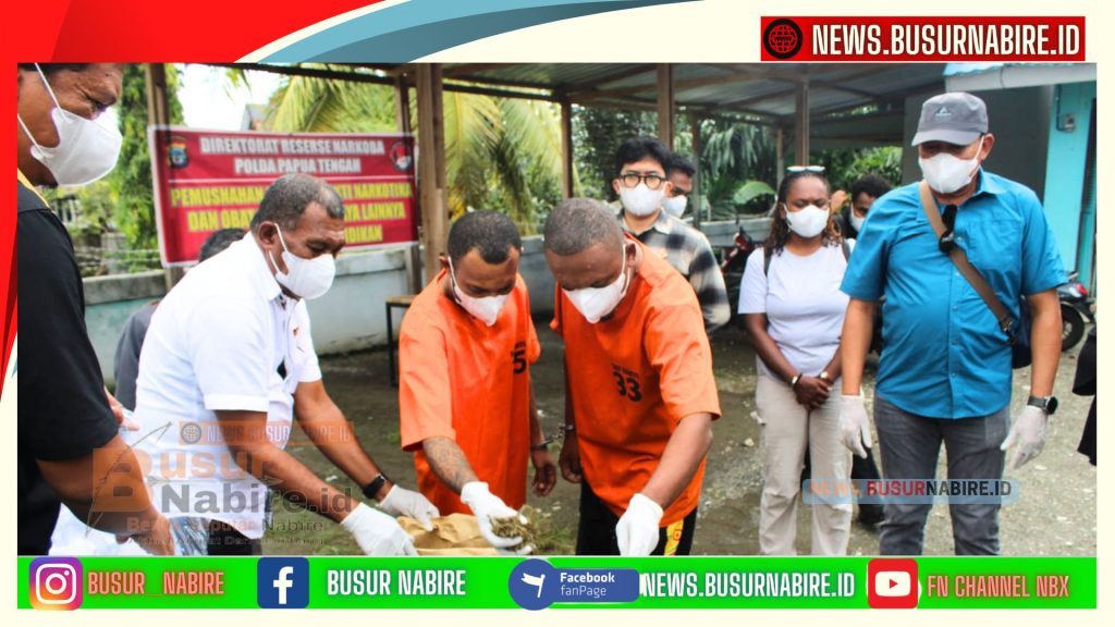 Polda Papua Tengah Bongkar Jalur Laut Ganja Nabire, 808 Gram Dimusnahkan Polisi (Foto: Humas Polda Papua)