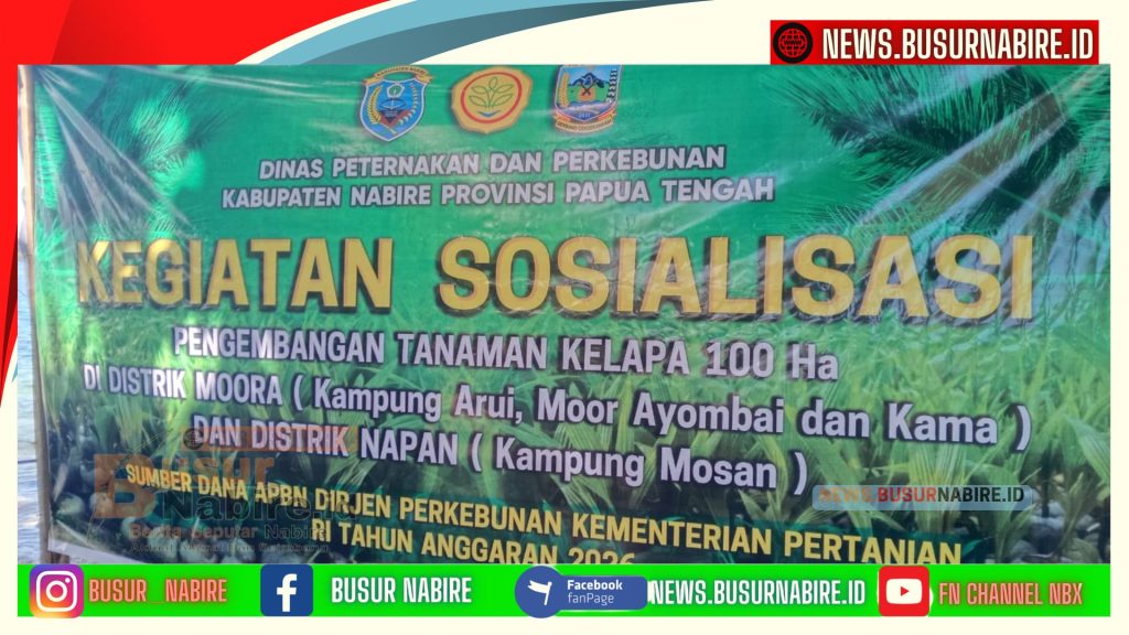 Kementan RI Gelontorkan Program 100 Hektare Kelapa di Nabire,Meki Nawipa Targetkan Papua Tengah Jadi Sentra Kelapa Timur Indonesia