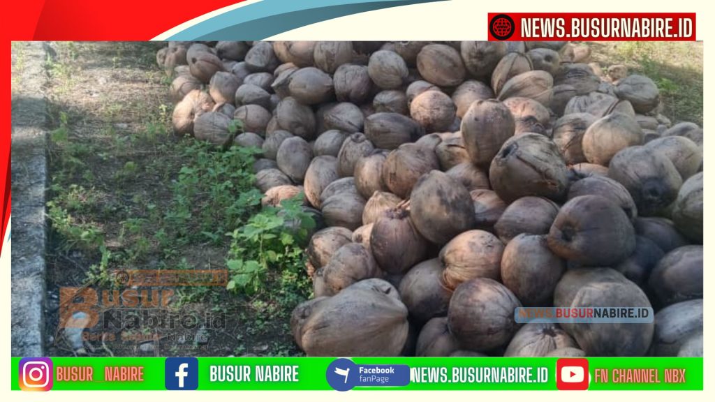 Kementan RI Gelontorkan Program 100 Hektare Kelapa di Nabire,Meki Nawipa Targetkan Papua Tengah Jadi Sentra Kelapa Timur Indonesia