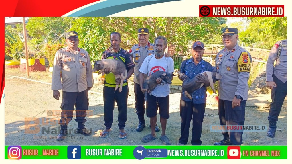 Kapolda Papua Tengah Dorong Kemandirian Ekonomi Warga Makimi Lewat Bantuan Ternak Babi (Foto: BusurNabire)