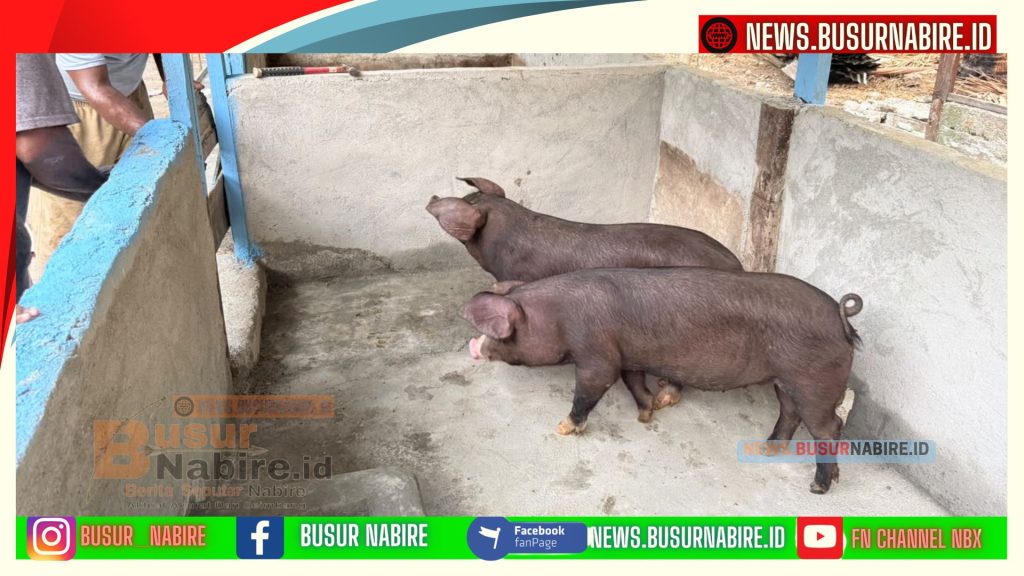 Piter Hubi Terima Bantuan Ternak Babi, Perkuat Ekonomi Suku Nayak Nabire (Foto: BusurNabire)