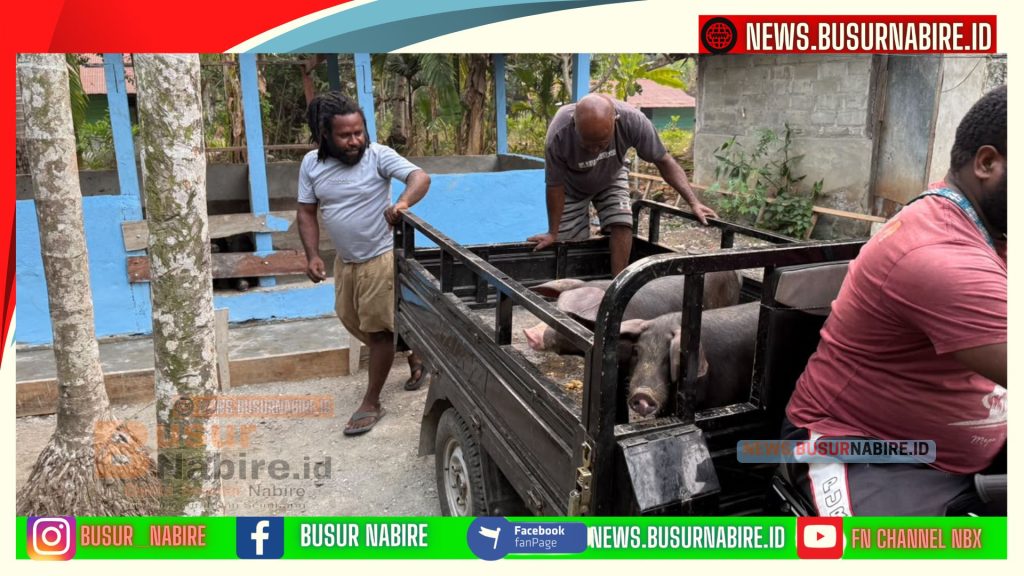 Piter Hubi Terima Bantuan Ternak Babi, Perkuat Ekonomi Suku Nayak Nabire (Foto: BusurNabire)