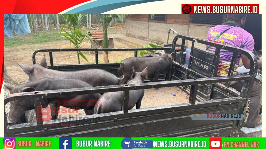 Pemerintah Pusat Kembali Salurkan Bantuan Ternak Babi, Dongkrak Ekonomi Warga Nabire (Foto: BusurNabire)