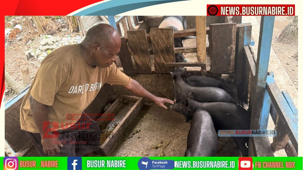 Pemerintah Pusat Kembali Salurkan Bantuan Ternak Babi, Dongkrak Ekonomi Warga Nabire