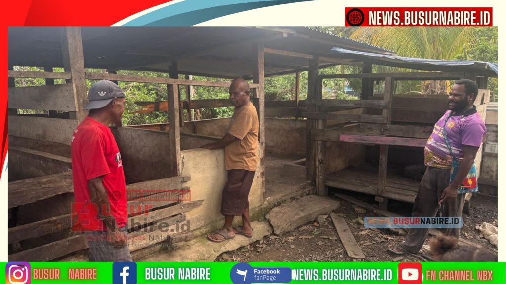 Pemerintah Pusat Kembali Salurkan Bantuan Ternak Babi, Dongkrak Ekonomi Warga Nabire