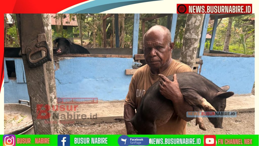 Pemerintah Pusat Kembali Salurkan Bantuan Ternak Babi, Dongkrak Ekonomi Warga Nabire