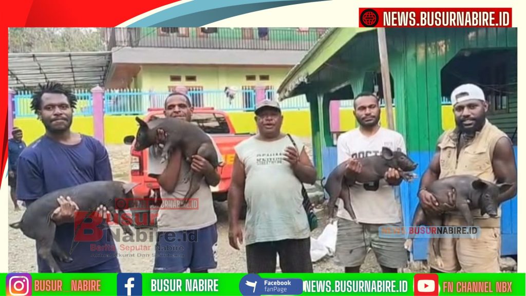 Dukung Kemandirian Ekonomi di Papua Tengah, Kepala Suku Besar Moni Musa Kobogau Terima Bantuan 4 Ekor Bibit Babi di Nabire (Foto: BusurNabire)