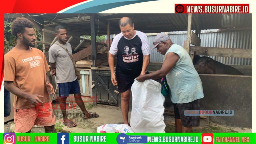 Dukung Kemandirian Ekonomi di Papua Tengah, Kepala Suku Besar Moni Musa Kobogau Terima Bantuan 4 Ekor Bibit Babi di Nabire (Foto: BusurNabire)