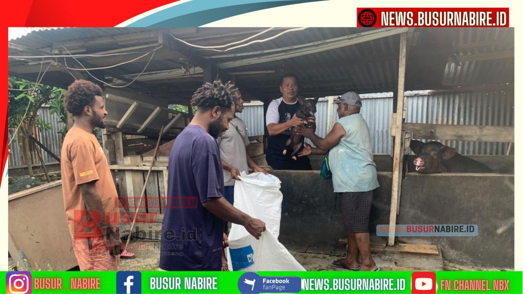Dukung Kemandirian Ekonomi di Papua Tengah, Kepala Suku Besar Moni Musa Kobogau Terima Bantuan 4 Ekor Bibit Babi di Nabire (Foto: BusurNabire)